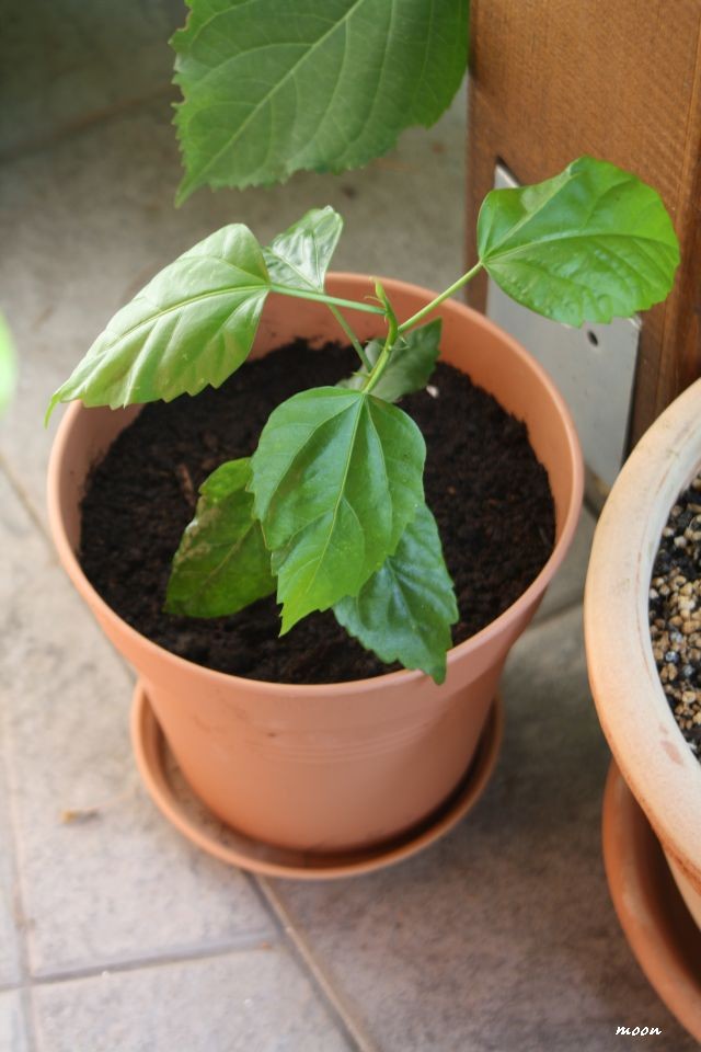 tropski hibiskus